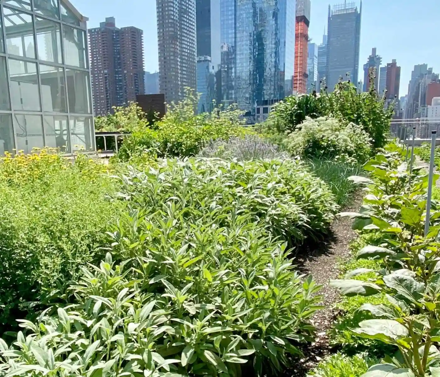 The Cultivated Rooftop Farm