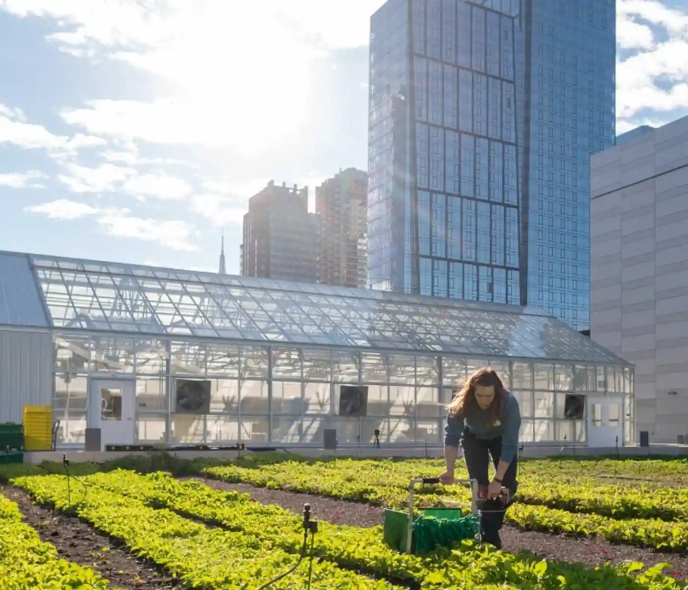 The Cultivated Greenhouse